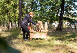 Donna aiuta il cane a saltare un ostacolo nel bosco al Recreatiepark Beekbergen, Gelderland, Paesi Bassi.