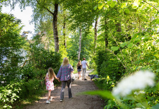 Family walking on a forest path with a dog at Resort Veluwe holiday park in Gelderland, Netherlands, sunny day.