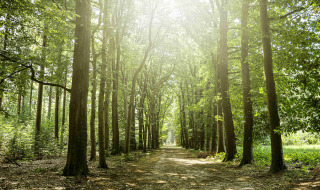 La luz del sol brilla sobre un frondoso sendero forestal cerca de Winterswijk - Meddo, Gelderland, Países Bajos.
