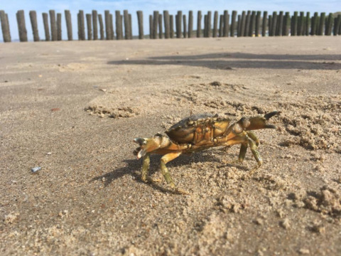 A crab walks on sandy beach in front of posts at Beach house 'Dishoek 345/346', Zeeland, Netherlands.