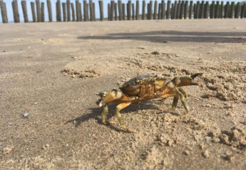 A crab walks on sandy beach in front of posts at Beach house 'Dishoek 345/346', Zeeland, Netherlands.