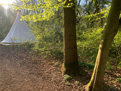 The Tipi tent at Buytenplaets Suydersee in the Netherlands, surrounded by lush trees in sunlight.