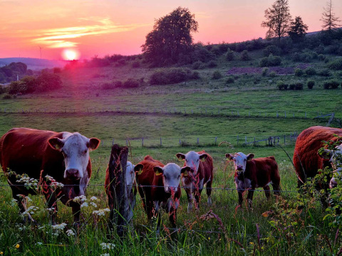 Vaches pâturant sur une prairie au coucher du soleil à Ferienpark Brilon, Rhénanie-du-Nord-Westphalie, Allemagne.