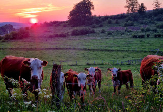 Køer på en grøn mark ved solnedgang i Ferienpark Brilon, Nordrhein-Westfalen, Tyskland.
