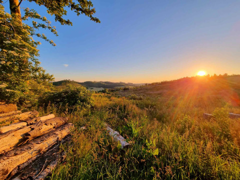 Sunset over a green landscape with tree logs and wildflowers at Camping & Ferienpark Brilon, Germany.