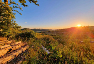 Atardecer sobre un paisaje verde con troncos y flores silvestres en Camping & Ferienpark Brilon, Alemania.