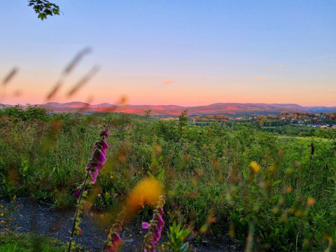 Avondzon over het groene Brilonse landschap in Duitsland, met wilde bloemen en heuvels op de achtergrond.
