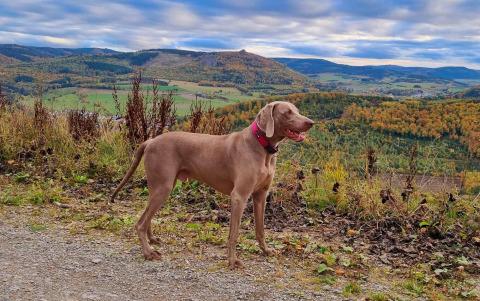 Hond staat op wandelpad met uitzicht op heuvels bij Camping & Ferienpark Brilon, Noordrijn-Westfalen, Duitsland.