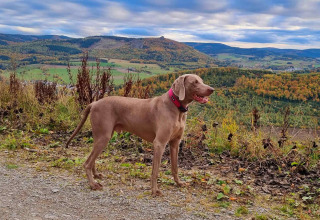 Dog standing on a trail overlooking hills and forests at Camping & Ferienpark Brilon, North Rhine-Westphalia.