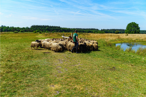 Ein Schäfer mit Schafherde auf einer Wiese am Teich im Mini Camping Drentse Monden, Drenthe, Niederlande.