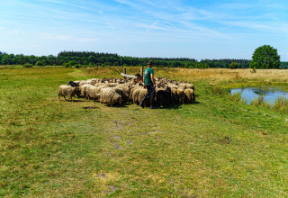 A shepherd tending sheep near a pond at Mini Camping Drentse Monden holiday park in Drenthe, Netherlands.