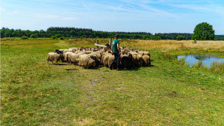 Un pastor con ovejas junto a un estanque en Mini Camping Drentse Monden en Drenthe, Países Bajos.