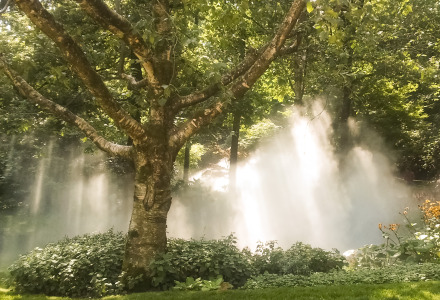 Gran árbol con vegetación exuberante y rayos de sol atravesando la niebla en un bosque cerca de Saint-Julien-des-Landes, Francia.