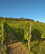 Viñedos iluminados por el sol, fotografiados desde un parque vacacional con alojamientos glamping únicos.