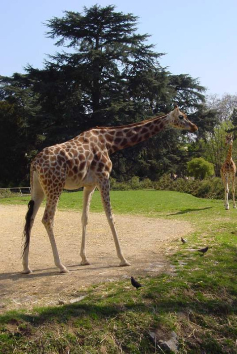 A giraffe walks across a grassy area near Dardilly, Auvergne-Rhône-Alpes, France on a bright sunny day.