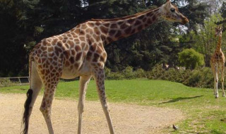 Una jirafa camina en un área verde cerca de Dardilly, Auvergne-Rhône-Alpes, Francia, en un día soleado.