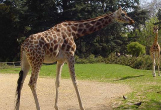 Een giraffe wandelt in een groen gebied nabij Dardilly, Auvergne-Rhône-Alpes, Frankrijk op een zonnige dag.