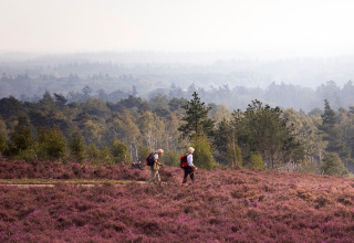 To vandrere med rygsække går gennem lilla lyngmarker nær skove omkring Beerze-Ommen, Overijssel.