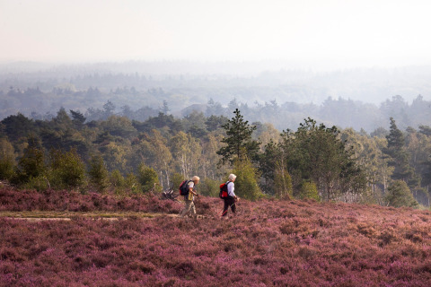 Two hikers with backpacks walk through purple heather fields near forests around Beerze-Ommen, Overijssel.