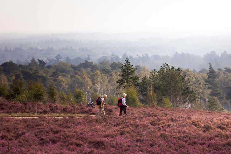 Twee wandelaars met rugzakken trekken door de paarse heide in de buurt van Beerze-Ommen, Overijssel.