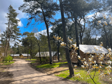 Tiendas de campaña en un bosque soleado del Camping Huttopia De Veluwe en Gelderland, Países Bajos.