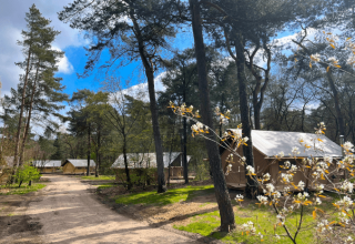 Canvas tenten tussen de bomen bij Camping Huttopia De Veluwe, een vakantiepark in Gelderland.