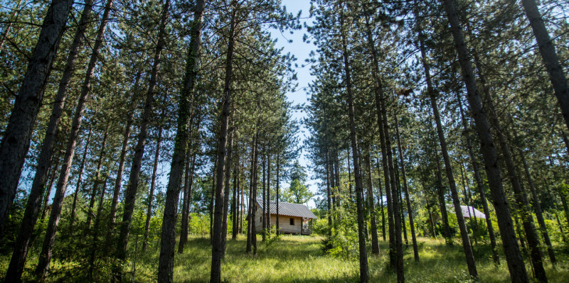 Cabane au cœur de la forêt au Village Huttopia Lanmary, parc de vacances, Nouvelle-Aquitaine, France.