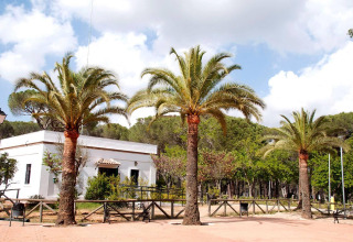 Drie palmbomen voor een wit gebouw in Huttopia Parque de Doñana, een vakantiepark in Andalusië, Spanje.
