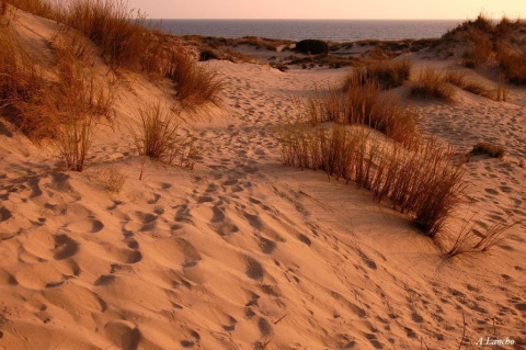 Sanddünen mit Grasbüscheln in der Nähe von Hinojos, Andalusien, Spanien, bei Sonnenuntergang am Meer.