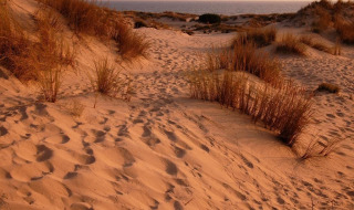 Dunas de arena con hierbas dispersas en los alrededores de Hinojos, Andalucía, España, al atardecer cerca del mar.