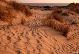 Sand dunes with scattered grasses near Hinojos, Andalusia, Spain, at sunset with the sea in the distance.