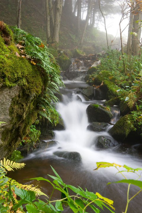 Misty forest stream cascading over rocks with lush vegetation at Village Huttopia Sud-Ardèche, France.