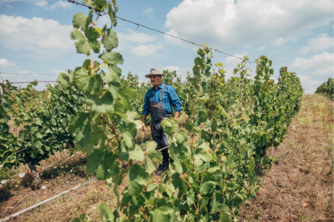 A man in a hat walks through vineyard rows at a holiday park offering glamping accommodations under blue skies.