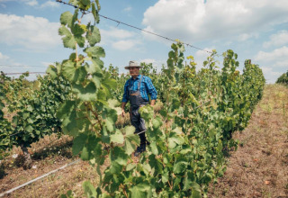 A man in a hat walks through vineyard rows at a holiday park offering glamping accommodations under blue skies.