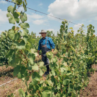 Un hombre con sombrero camina entre viñedos en un parque vacacional con alojamientos glamping y cielo azul.