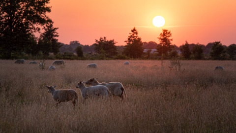 Des moutons paissent au coucher du soleil à Ackerlodges Ruinerwold BV, parc de vacances en Drenthe, Pays-Bas.