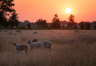 Får græsser på en mark ved solnedgang i Ackerlodges Ruinerwold BV feriepark i Drenthe, Holland.