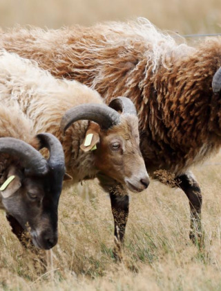 Tres ovejas de cuernos rizados pastando en un campo cerca de Ruinerwold, Drenthe, Países Bajos.