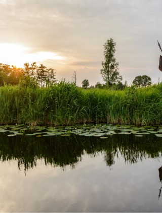 Atardecer sobre un estanque con lirios y pasto alto en un parque vacacional de glamping, con un molino de viento.