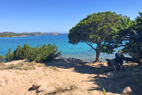 Vista desde un parque de vacaciones con glamping, playa arenosa, pinos y mar azul claro en un día soleado.