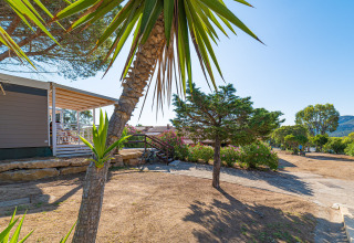 View of a holiday park offering glamping, featuring a terrace, palm trees, and sunlit natural surroundings.