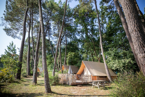 Tiendas de lona entre altos pinos en Village Huttopia Lac de Rillé, un parque vacacional en Centre-Val de Loire.