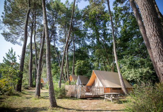 Glampingtenten tussen hoge dennen in Village Huttopia Lac de Rillé, een vakantiepark in Centre-Val de Loire.