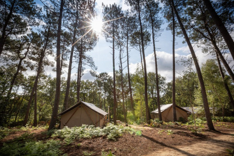 Sunlight through tall trees over glamping tents in the woodland at Village Huttopia Lac de Rillé, France.