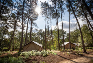 Zonnestralen door hoge bomen boven glampingtenten in het bos bij Village Huttopia Lac de Rillé, Frankrijk.