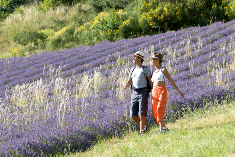 Dos personas caminan por un campo de lavanda en flor en Huttopia Dieulefit, Auvergne-Rhône-Alpes, Francia.
