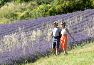 Twee mensen wandelen tussen de bloeiende lavendel bij Huttopia Dieulefit, Auvergne-Rhône-Alpes, Frankrijk.