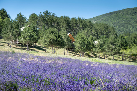 Vista de un campo de lavanda, pinos y tiendas en Village Huttopia Dieulefit, Auvernia-Ródano-Alpes, Francia.