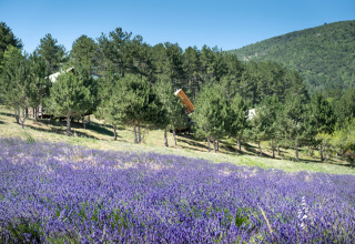 View of a lavender field, pine trees, and tents at Village Huttopia Dieulefit, Auvergne-Rhône-Alpes, France.