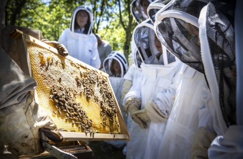 Des enfants en combinaison observent un apiculteur montrant un cadre de ruche à Huttopia Pays de Condrieu.